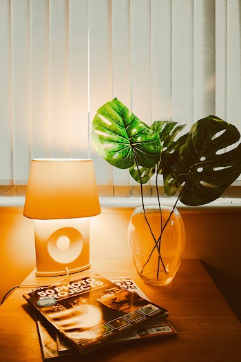 Photo of Plants Near Lampshade