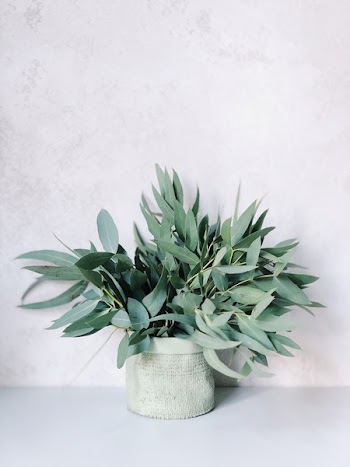 Photo of Plants On White Pot