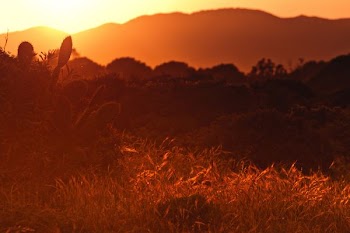photo of plants within mountain range during golden hour