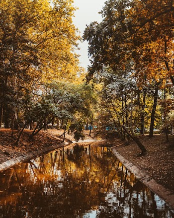 Photo Of Pond Between Trees