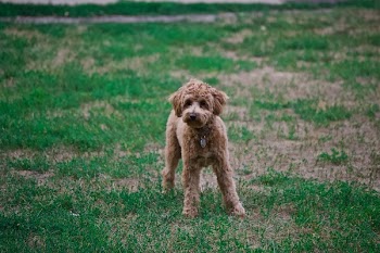 Photo of Poodle On Grass Field