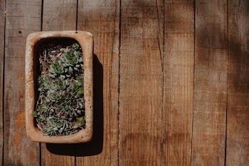Photo of Potted Succulent Green Plants in Brown Clay Bowl on Brown Wooden Surface