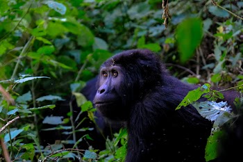 Photo Of Primate