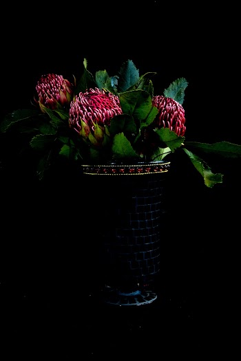 Photo of Protea in Vase Against Black Background