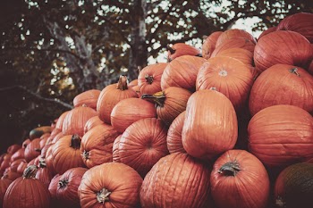 Photo of Pumpkins