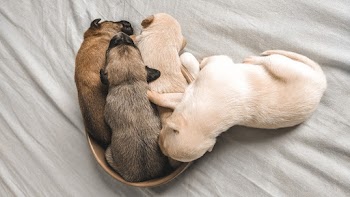 Photo Of Puppies 