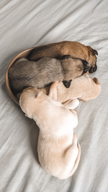 Photo Of Puppies