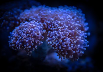 Photo of Purple Flowers