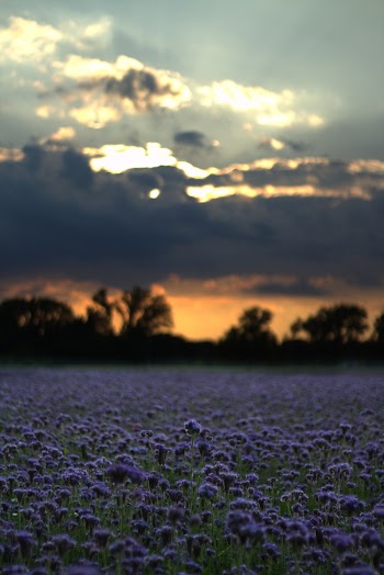 Photo of Purple Flowers During Dawn