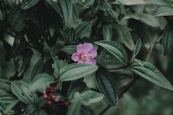 Photo of Purple Petaled Flower Plant