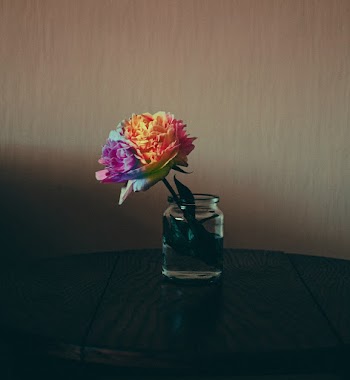 Photo of Rainbow Colored Flower in Glass Jar
