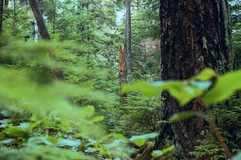 Photo of Rainforest