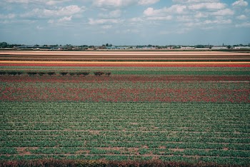 Photo of Red and Green Flowers Field