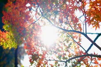 photo of red and green maple leafed tree during daytime