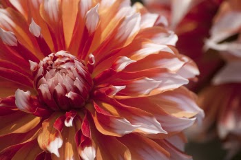 Photo of Red and White Flower