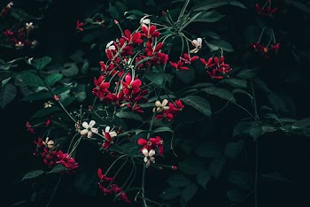 Photo of Red and White Flowers