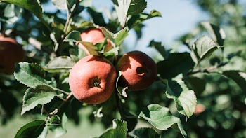 Photo of Red Apples on an Apple-tree Branch