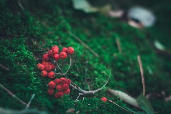 photo of red berries