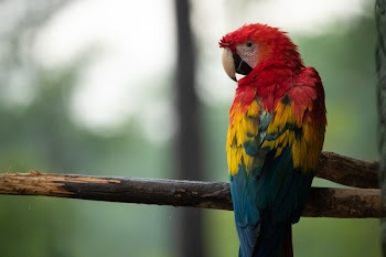 Photo of Red, Blue, and Yellow Parrot on Tree Branch