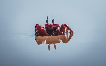 Photo of Red Crab on Seashore