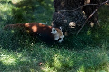 Photo of Red Panda Beside Brown Tree