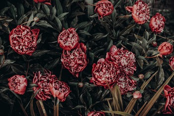 Photo of Red Peonies Painting