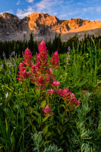Photo of Red Petaled Flowers