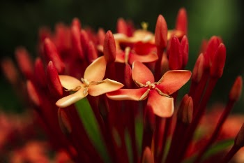 Photo of Red Petaled Flowers