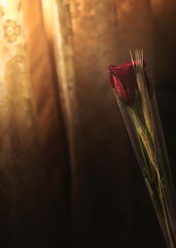 photo of red rose