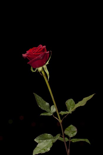 Photo of Red Rose