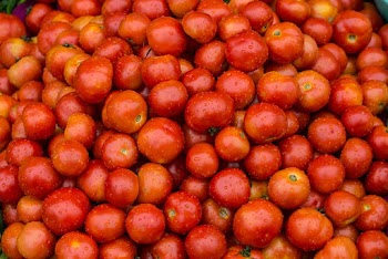 Photo of Red Tomatoes with Water Droplets