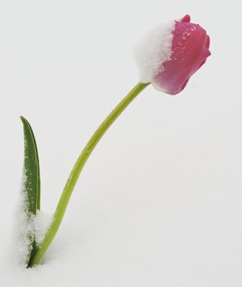 Photo of Red Tulip Flower on Snow