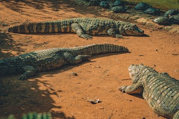 Photo Of Resting Crocodiles