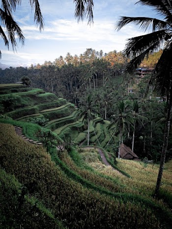 Photo of Rice Terraces