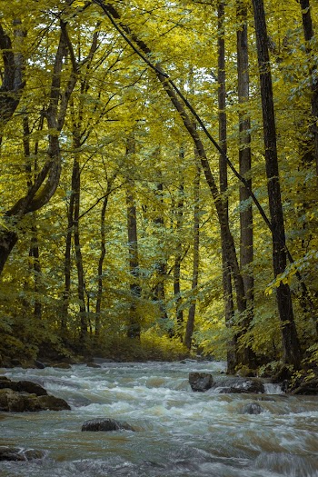 Photo Of River Surrounded By Trees