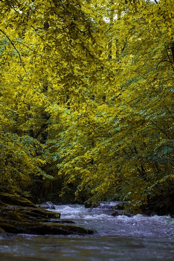 Photo of River Surrounded By Trees