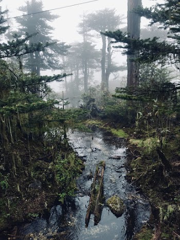 Photo of River Surrounded by Trees