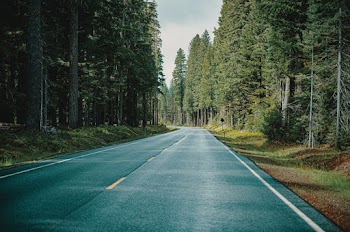 Photo of Road Between Trees