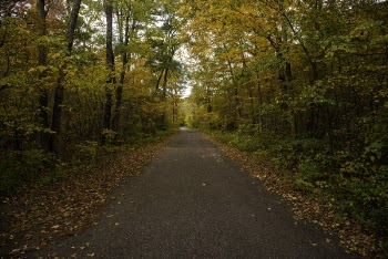 Photo of Road in Between of Trees