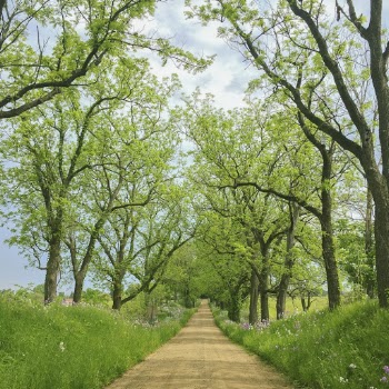 Photo of Road Near Tall Trees