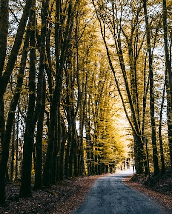 Photo of Road Surrounded by Tall Trees