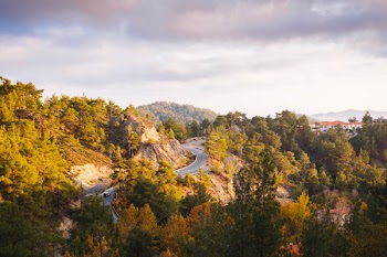 Photo of Road Surrounded by Trees