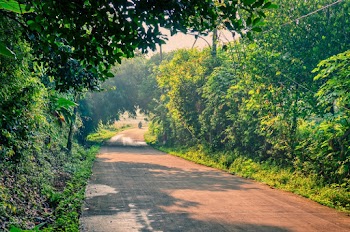 Photo of Road Surrounded By Trees