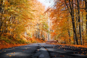 Photo of Roadway During Fall