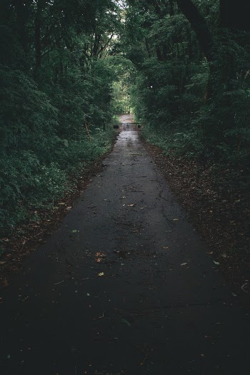 Photo of Roadway Surrounded By Trees