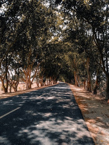 Photo of Roadway Surrounded By Trees