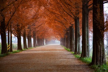 Photo of Roadway Surrounded By Trees