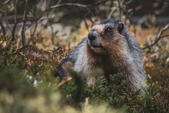 Photo Of Rodent During Daytime