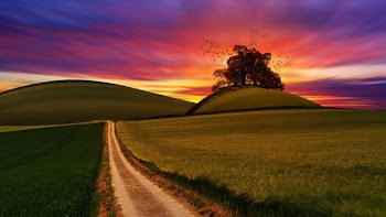 photo of rough road in between grasses