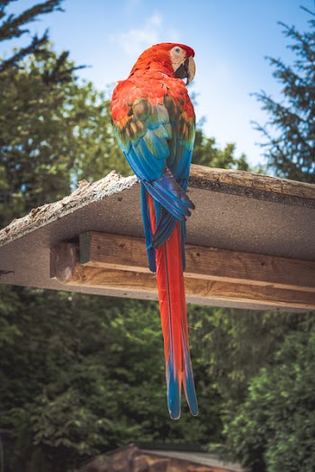 Photo of Scarlet Macaw Perching on Brown Wooden Board